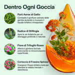 Drenaggio Linfatico Alvionna Ingredienti